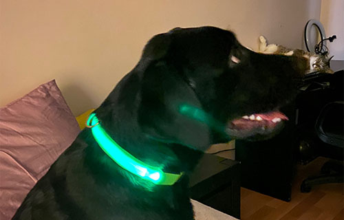 Dog Collor Light Up