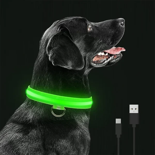 Light Up Collar Dog