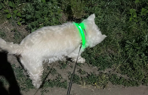 Light Up Dog Collar 2